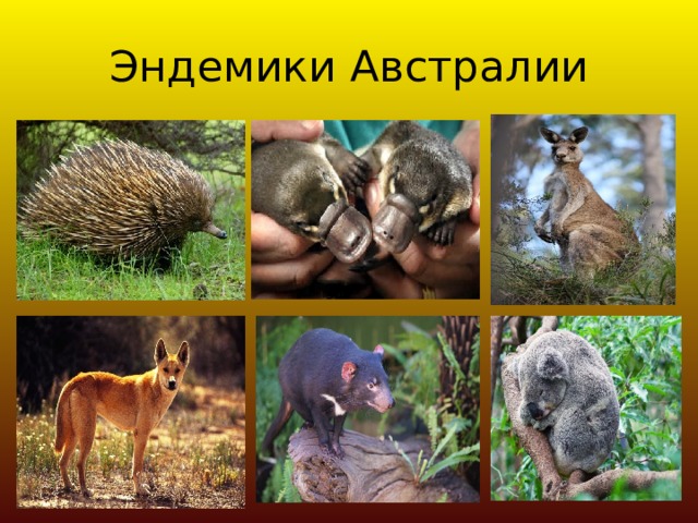Эндемики Австралии 