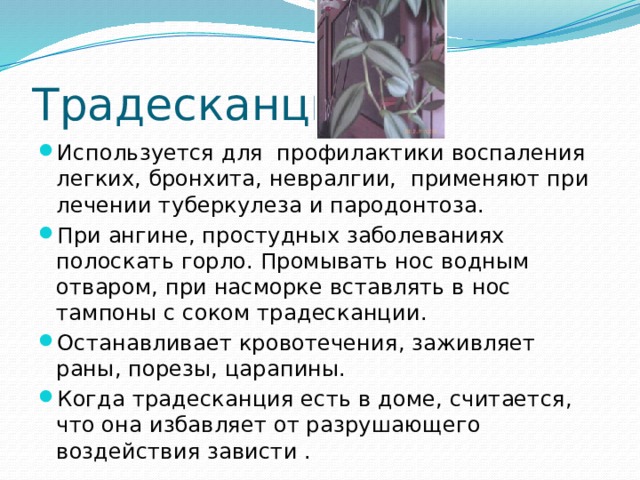 Традесканция. Используется для профилактики воспаления легких, бронхита, невралгии, применяют при лечении туберкулеза и пародонтоза. При ангине, простудных заболеваниях полоскать горло. Промывать нос водным отваром, при насморке вставлять в нос тампоны с соком традесканции. Останавливает кровотечения, заживляет раны, порезы, царапины. Когда традесканция есть в доме, считается, что она избавляет от разрушающего воздействия зависти . 