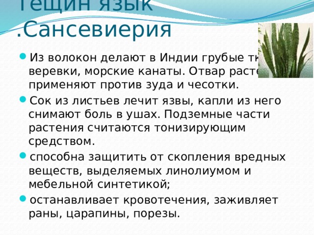 Тещин язык .Сансевиерия Из волокон делают в Индии грубые ткани, веревки, морские канаты. Отвар растения применяют против зуда и чесотки. Сок из листьев лечит язвы, капли из него снимают боль в ушах. Подземные части растения считаются тонизирующим средством. способна защитить от скопления вредных веществ, выделяемых линолиумом и мебельной синтетикой; останавливает кровотечения, заживляет раны, царапины, порезы. 