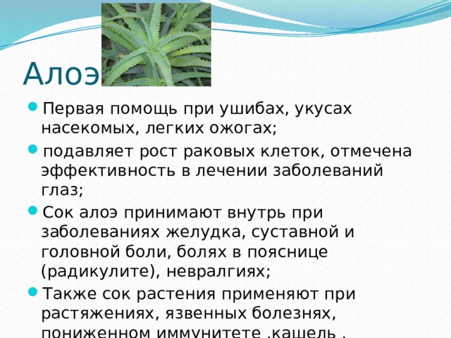 Алоэ. Первая помощь при ушибах, укусах насекомых, легких ожогах; подавляет рост раковых клеток, отмечена эффективность в лечении заболеваний глаз; Сок алоэ принимают внутрь при заболеваниях желудка, суставной и головной боли, болях в пояснице (радикулите), невралгиях; Также сок растения применяют при растяжениях, язвенных болезнях, пониженном иммунитете ,кашель , насморк и других недугах. 