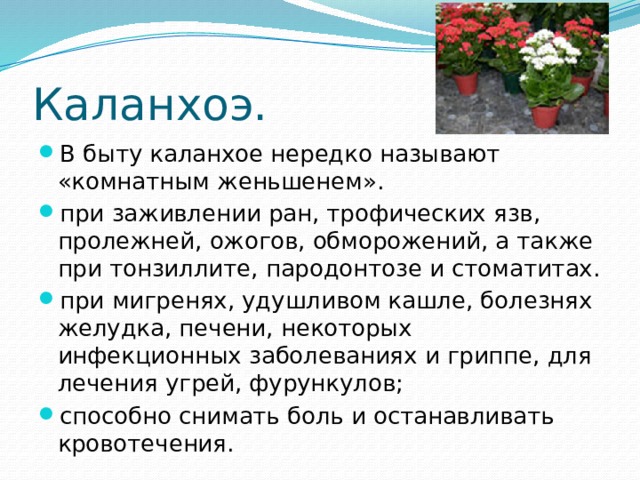 Каланхоэ. В быту каланхое нередко называют «комнатным женьшенем». при заживлении ран, трофических язв, пролежней, ожогов, обморожений, а также при тонзиллите, пародонтозе и стоматитах. при мигренях, удушливом кашле, болезнях желудка, печени, некоторых инфекционных заболеваниях и гриппе, для лечения угрей, фурункулов; способно снимать боль и останавливать кровотечения. 