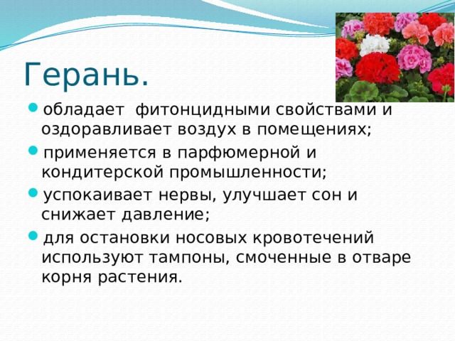 Герань. обладает фитонцидными свойствами и оздоравливает воздух в помещениях; применяется в парфюмерной и кондитерской промышленности; успокаивает нервы, улучшает сон и снижает давление; для остановки носовых кровотечений используют тампоны, смоченные в отваре корня растения. 