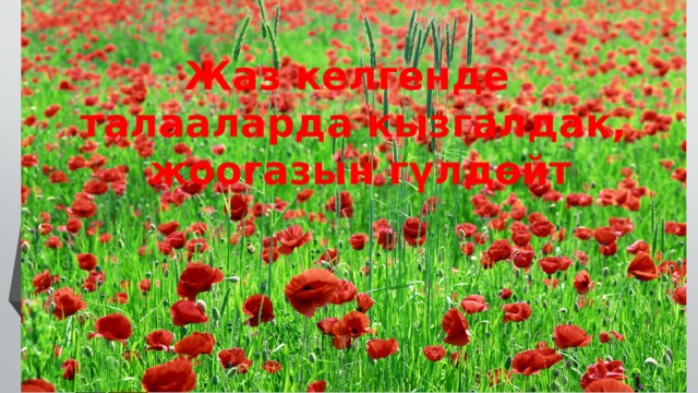 Жаз келгенде талааларда кызгалдак,  жоогазын гүлдөйт 