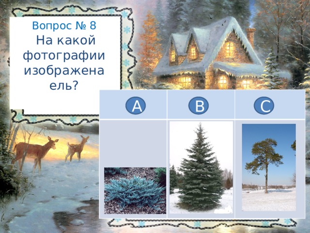Вопрос № 8   На какой фотографии изображена ель?   А В С 