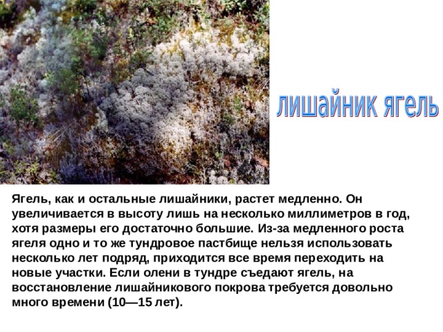 Ягель, как и остальные лишайники, растет медленно. Он увеличивается в высоту лишь на несколько миллиметров в год, хотя размеры его достаточно большие. Из-за медленного роста ягеля одно и то же тундровое пастбище нельзя использовать несколько лет подряд, приходится все время переходить на новые участки. Если олени в тундре съедают ягель, на восстановление лишайникового покрова требуется довольно много времени (10—15 лет).   
