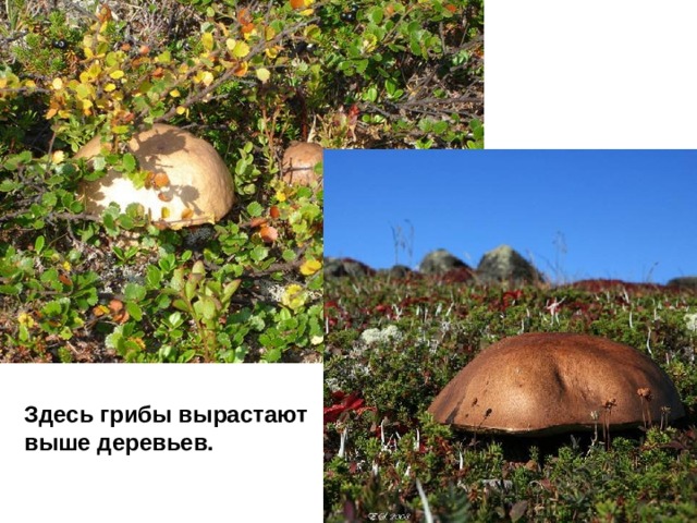 Здесь грибы вырастают выше деревьев. 