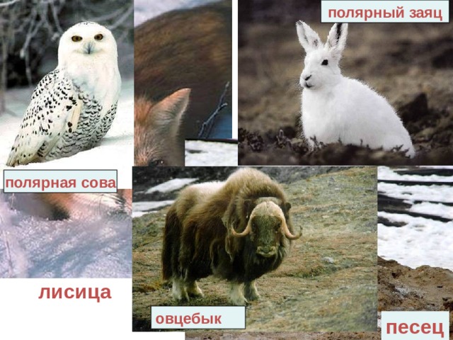 полярный заяц полярная сова лисица овцебык песец 