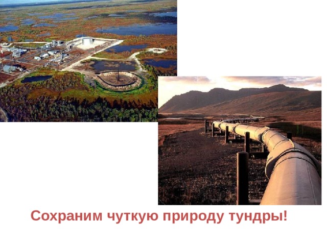 Сохраним чуткую природу тундры! 