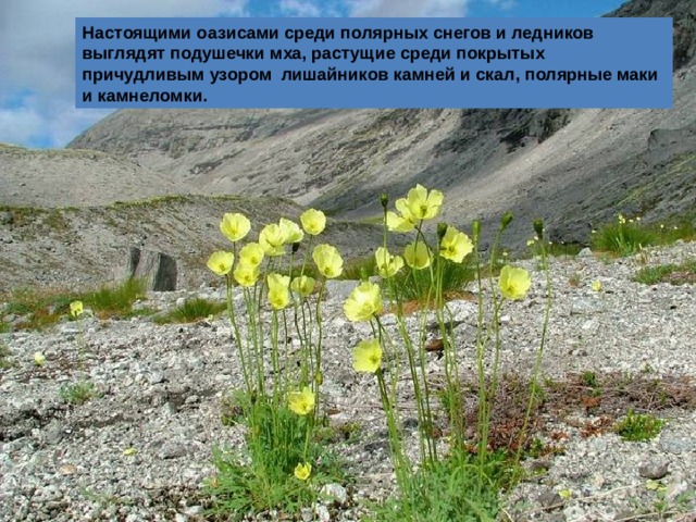 Настоящими оазисами среди полярных снегов и ледников выглядят подушечки мха, растущие среди покрытых причудливым узором лишайников камней и скал, полярные маки и камнеломки. 