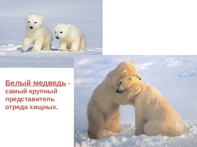 Белый медведь - самый крупный представитель отряда хищных.  