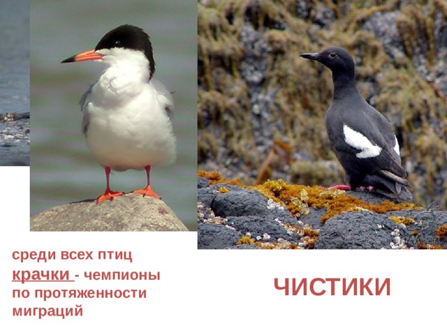 КРАЧКИ среди всех птиц крачки - чемпионы по протяженности миграций  ЧИСТИКИ 