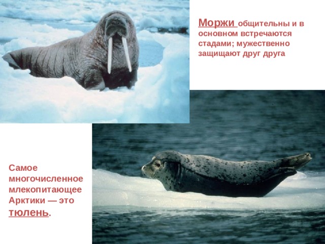 Моржи общительны и в основном встречаются стадами; мужественно защищают друг друга Самое многочисленное млекопитающее Арктики — это тюлень .  