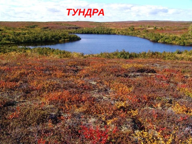 ТУНДРА 