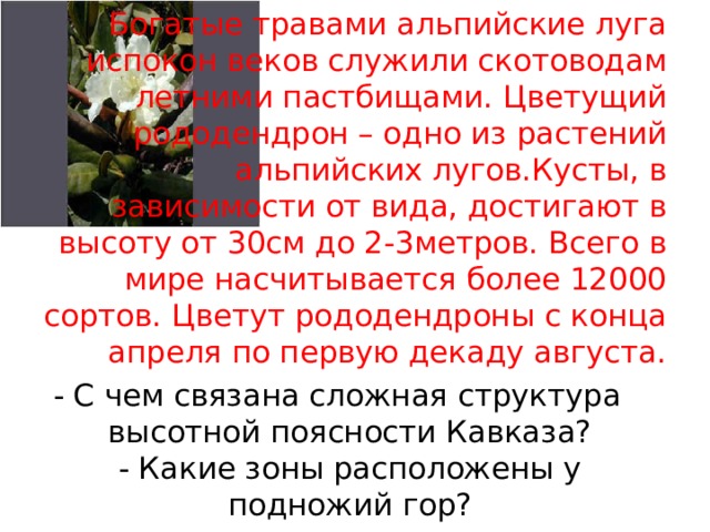 Богатые травами альпийские луга испокон веков служили скотоводам летними пастбищами. Цветущий рододендрон – одно из растений альпийских лугов.Кусты, в зависимости от вида, достигают в высоту от 30см до 2-3метров. Всего в мире насчитывается более 12000 сортов. Цветут рододендроны с конца апреля по первую декаду августа. - С чем связана сложная структура высотной поясности Кавказа?  - Какие зоны расположены у подножий гор? 