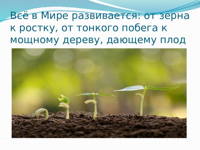 Всё в Мире развивается: от зерна к ростку, от тонкого побега к мощному дереву, дающему плод 
