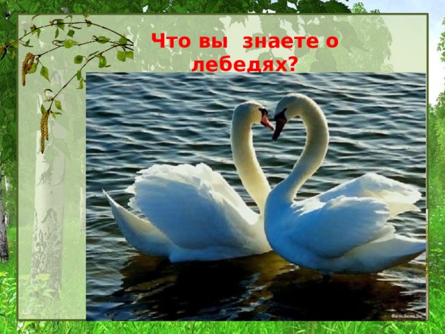 Что вы знаете о лебедях? 