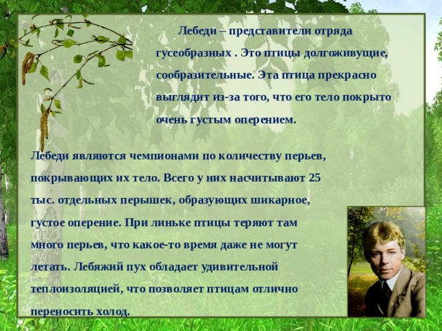  Лебеди – представители отряда гусеобразных . Это птицы долгоживущие, сообразительные. Эта птица прекрасно выглядит из-за того, что его тело покрыто очень густым оперением. Лебеди являются чемпионами по количеству перьев, покрывающих их тело. Всего у них насчитывают 25 тыс. отдельных перышек, образующих шикарное, густое оперение. При линьке птицы теряют там много перьев, что какое-то время даже не могут летать. Лебяжий пух обладает удивительной теплоизоляцией, что позволяет птицам отлично переносить холод. 
