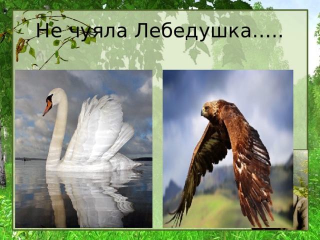 Не чуяла Лебедушка….. 