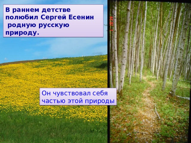 В раннем детстве полюбил Сергей Есенин  родную русскую природу. Он чувствовал себя частью этой природы 