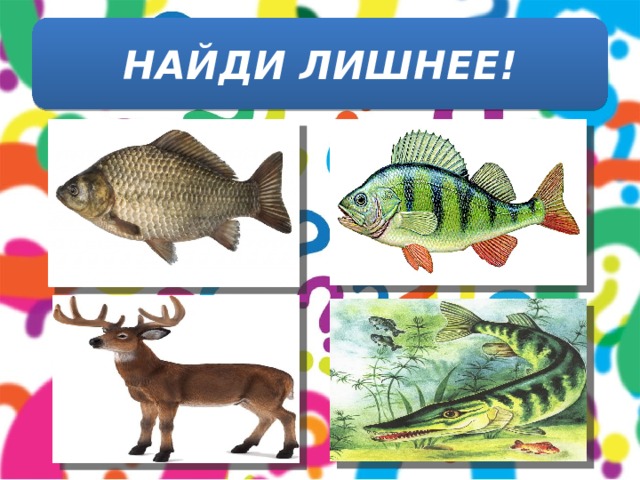 НАЙДИ ЛИШНЕЕ! 