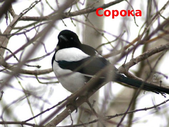 Сорока 