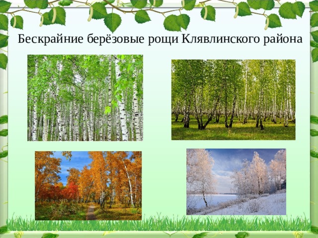  Бескрайние берёзовые рощи Клявлинского района 