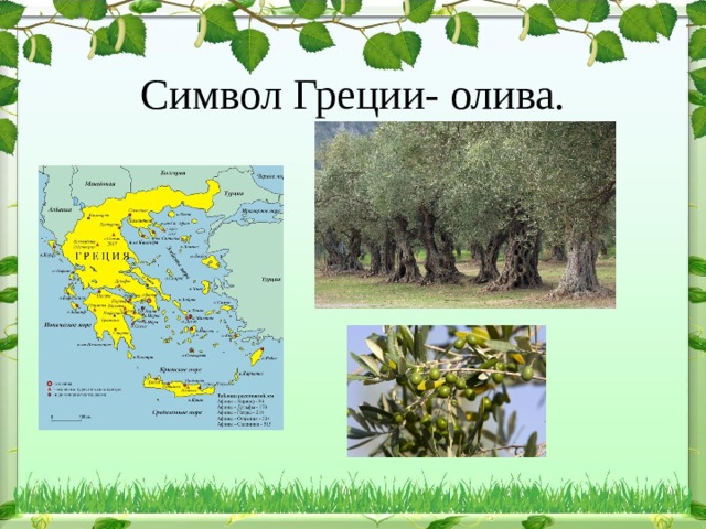  Символ Греции- олива. 