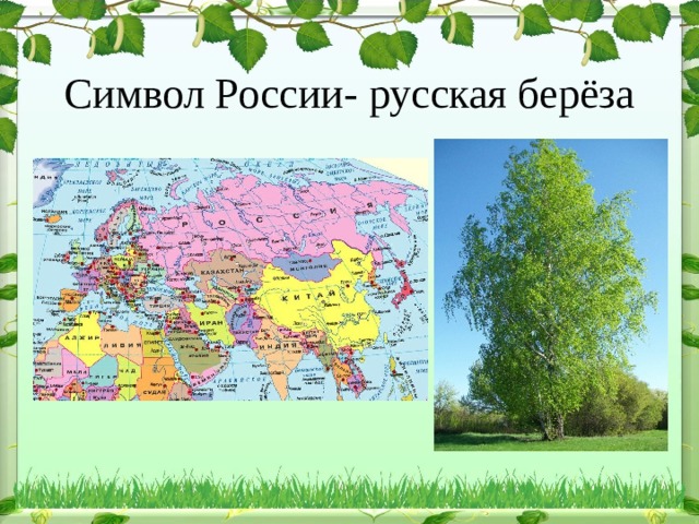  Символ России- русская берёза 