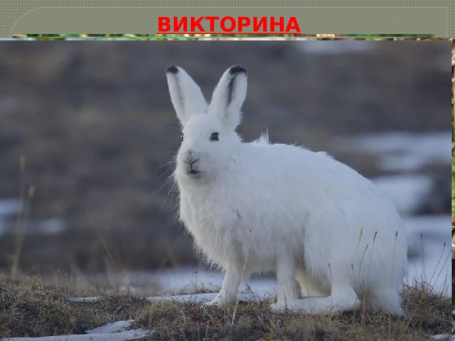 ВИКТОРИНА 
