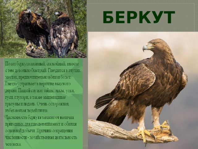 БЕРКУТ 