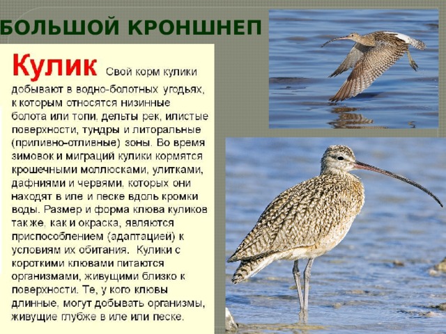 БОЛЬШОЙ КРОНШНЕП 