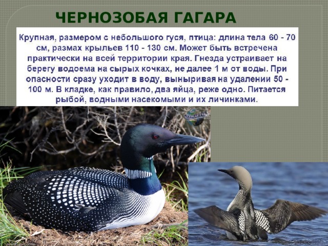 ЧЕРНОЗОБАЯ ГАГАРА 