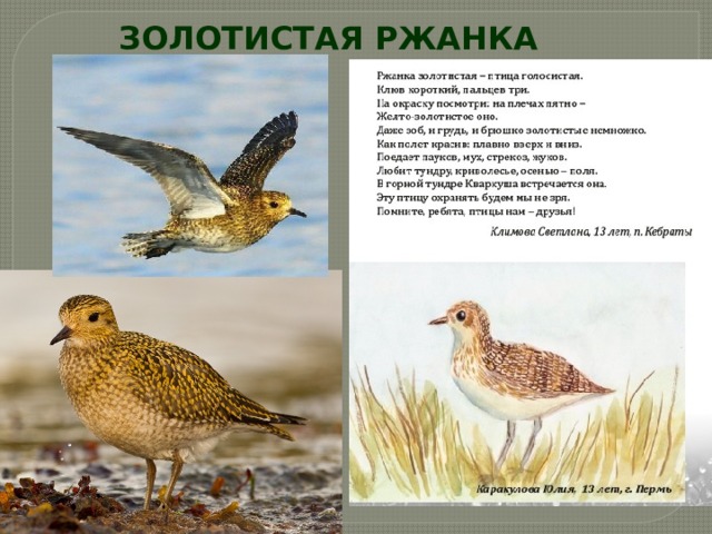 ЗОЛОТИСТАЯ РЖАНКА 