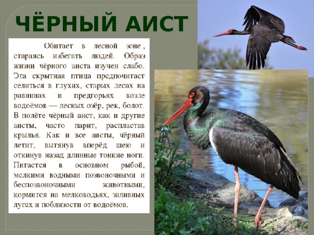 ЧЁРНЫЙ АИСТ 