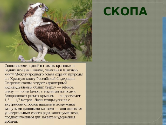 СКОПА 