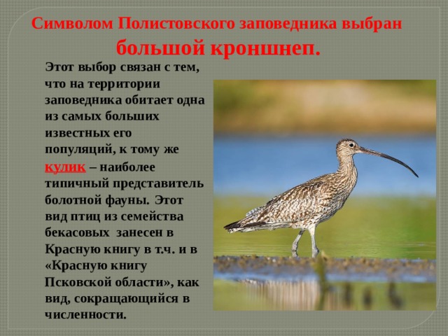 Символом Полистовского заповедника выбран  большой кроншнеп.  Этот выбор связан с тем, что на территории заповедника обитает одна из самых больших известных его популяций, к тому же кулик – наиболее типичный представитель болотной фауны.  Этот вид птиц из семейства бекасовых занесен в Красную книгу в т.ч. и в «Красную книгу Псковской области», как вид, сокращающийся в численности. 