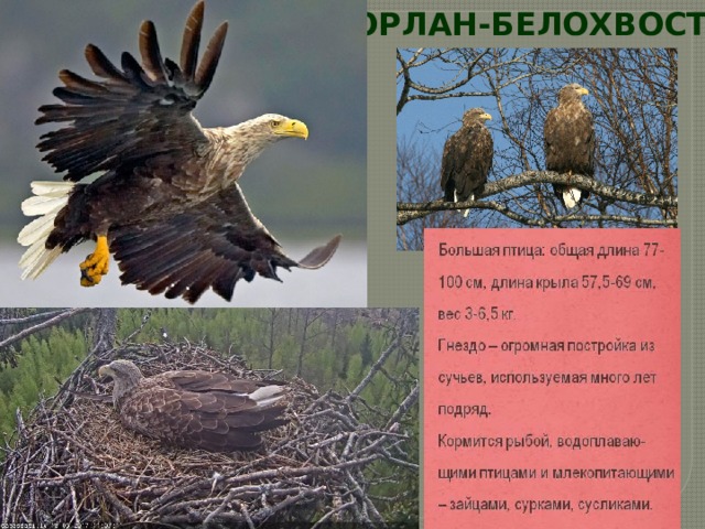 ОРЛАН-БЕЛОХВОСТ 