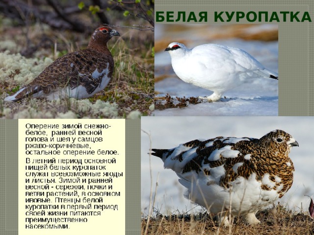 БЕЛАЯ КУРОПАТКА 