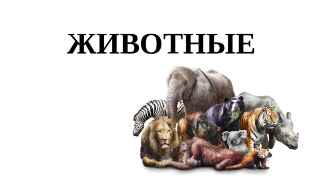 ЖИВОТНЫЕ 