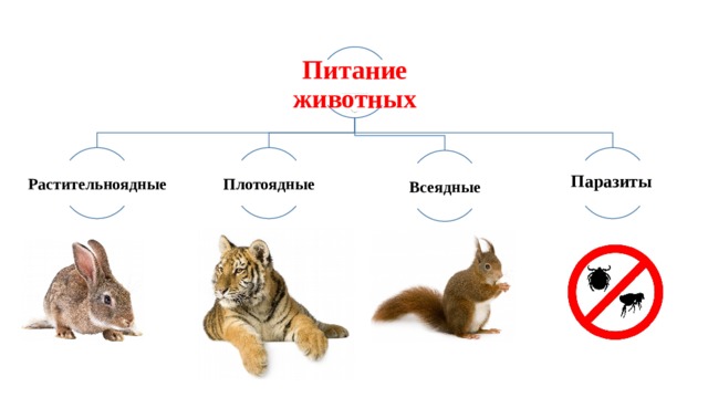 Питание животных Плотоядные Растительноядные Всеядные Паразиты 