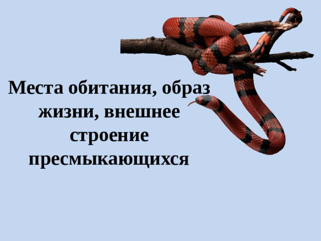 Места обитания, образ жизни, внешнее строение пресмыкающихся   