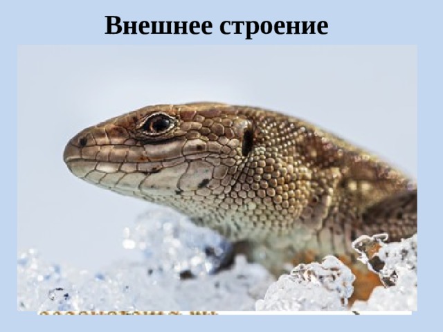 Внешнее строение 