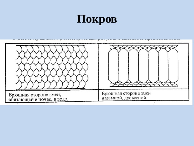 Покров 