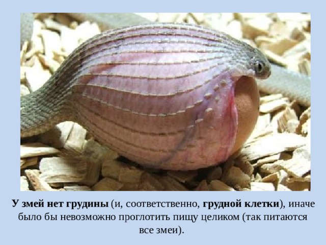 У змей нет грудины  (и, соответственно,  грудной клетки ), иначе было бы невозможно проглотить пищу целиком (так питаются все змеи).  