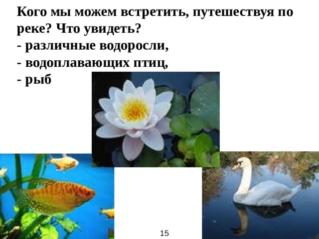 Кого мы можем встретить, путешествуя по реке? Что увидеть? - различные водоросли, - водоплавающих птиц, - рыб 