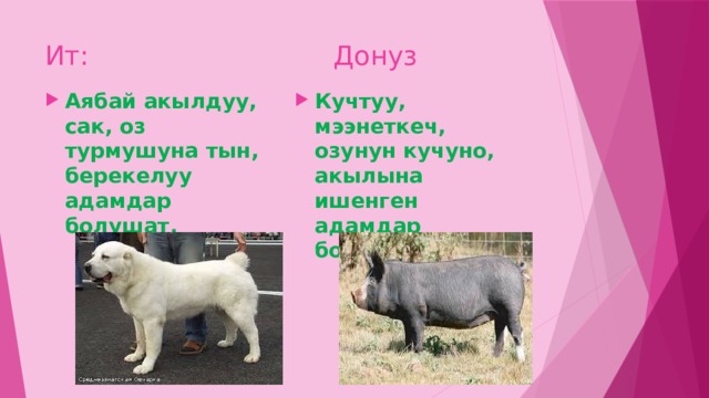 Ит: Донуз Аябай акылдуу, сак, оз турмушуна тын, берекелуу адамдар болушат. Кучтуу, мээнеткеч, озунун кучуно, акылына ишенген адамдар болушат. 