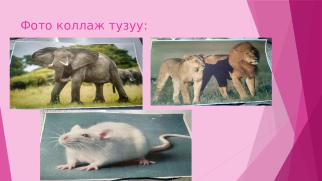 Фото коллаж тузуу: 