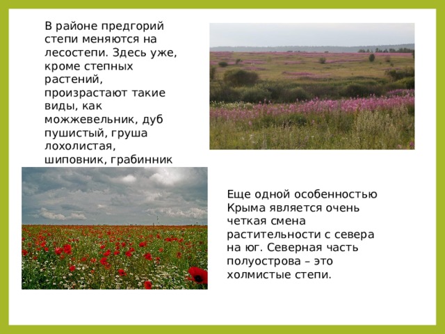 В районе предгорий степи меняются на лесостепи. Здесь уже, кроме степных растений, произрастают такие виды, как можжевельник, дуб пушистый, груша лохолистая, шиповник, грабинник и т. д. Еще одной особенностью Крыма является очень четкая смена растительности с севера на юг. Северная часть полуострова – это холмистые степи. 