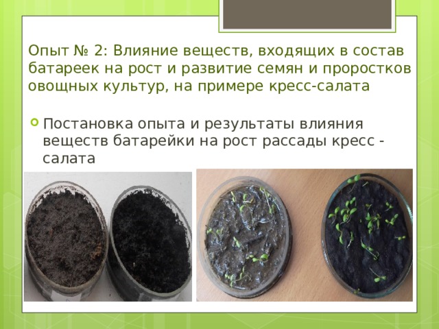 Опыт № 2: Влияние веществ, входящих в состав батареек на рост и развитие семян и проростков овощных культур, на примере кресс-салата Постановка опыта и результаты влияния веществ батарейки на рост рассады кресс - салата 