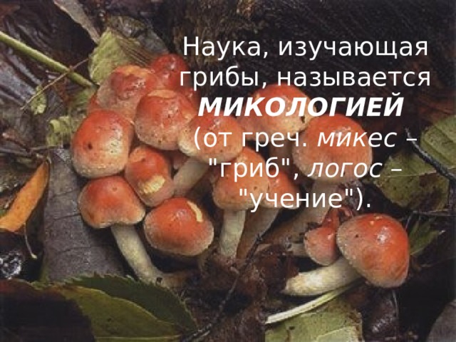 Наука, изучающая грибы, называется МИКОЛОГИЕЙ  (от греч. микес  – 